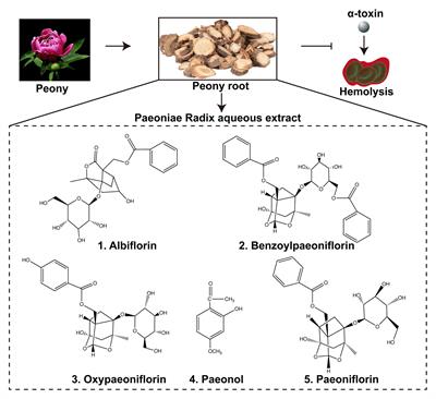 Paeoniflorin Derivative in Paeoniae Radix Aqueous Extract Suppresses Alpha-Toxin of Staphylococcus aureus